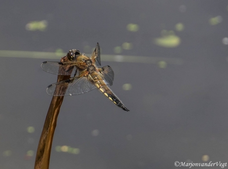 Viervlek met platte buik