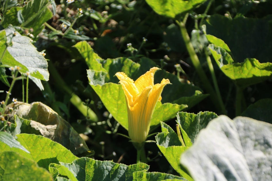 Pompoenplant met bloem - Planten - 