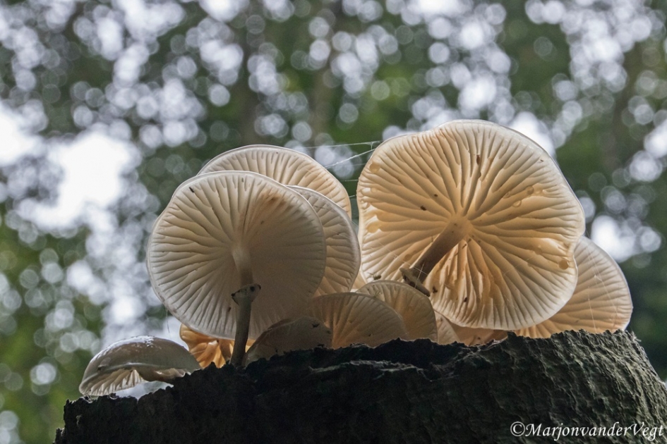Porselein - Schimmels - Porseleinzwammen
