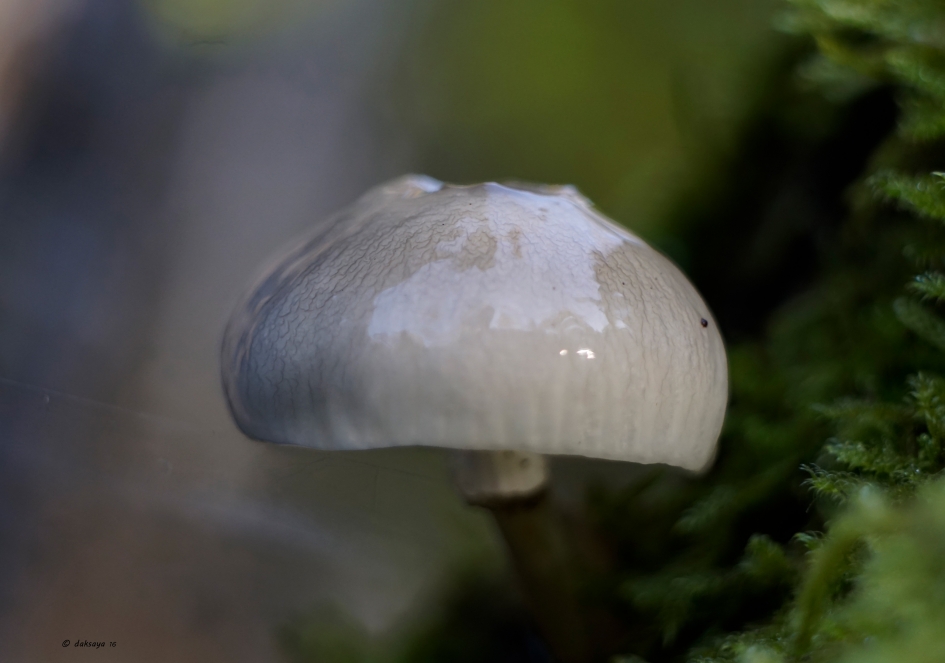 Porselein - Schimmels - 