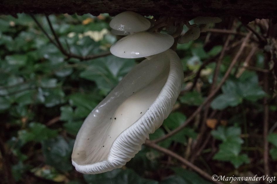Porselein zwam - Schimmels - Porseleinzwam