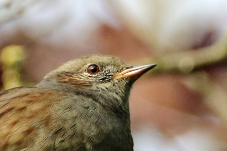 Portretje van een heggenmus