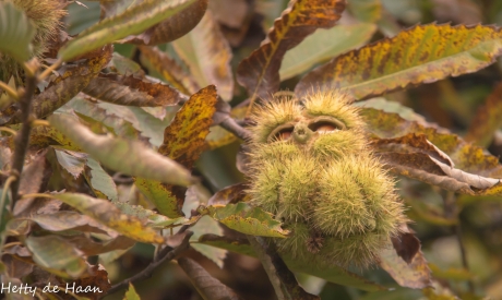 prikkelbare kastanjeuil