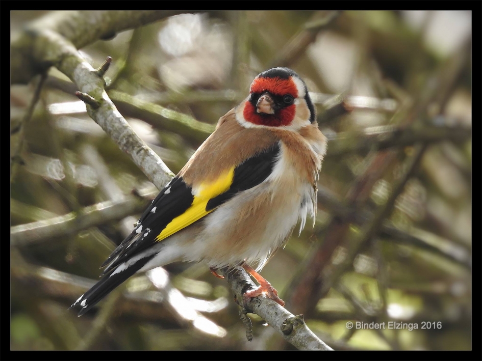 Putter (distelvink) - Vogels - 