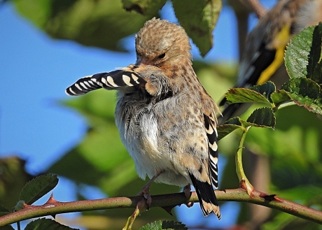 Puttertje geniet van de zon