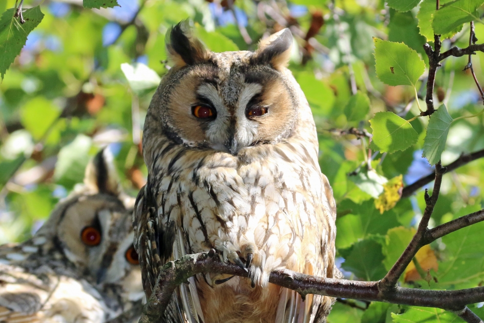 Ransuilen - Vogels - 