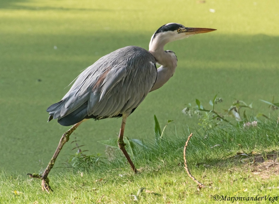 Reiger - Vogels - Reiger