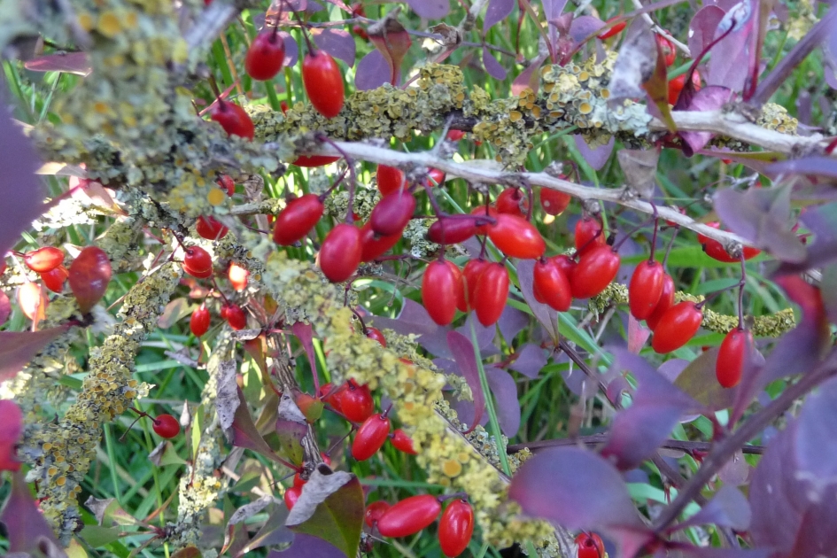 Rode bessen - Planten - 