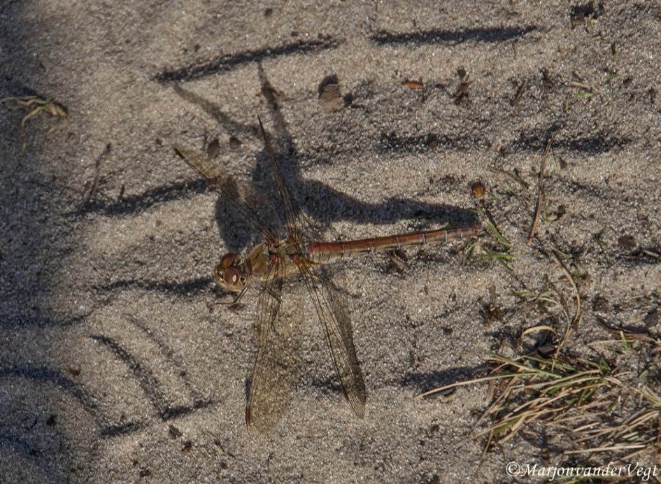 Rode heidelibel - Geleedpotigen - Rode heidelibel