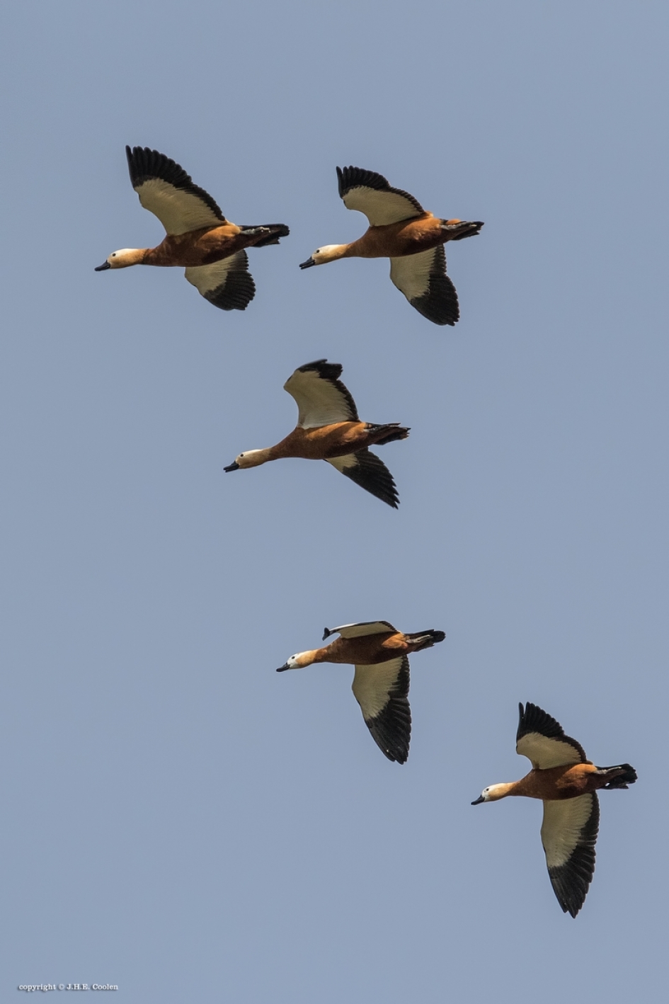 Roestgans - Vogels - casarca (roestgans)