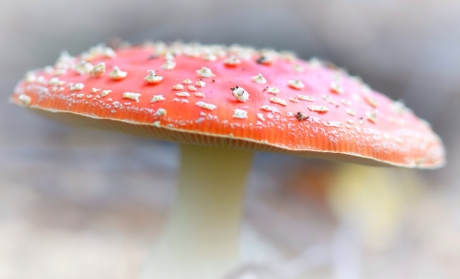 Rood met witte stippen