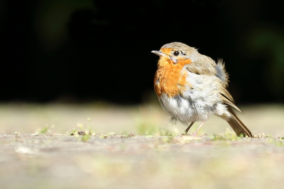 roodborst - Vogels - 