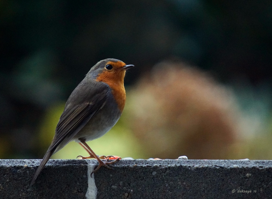 Roodborst - Vogels - 