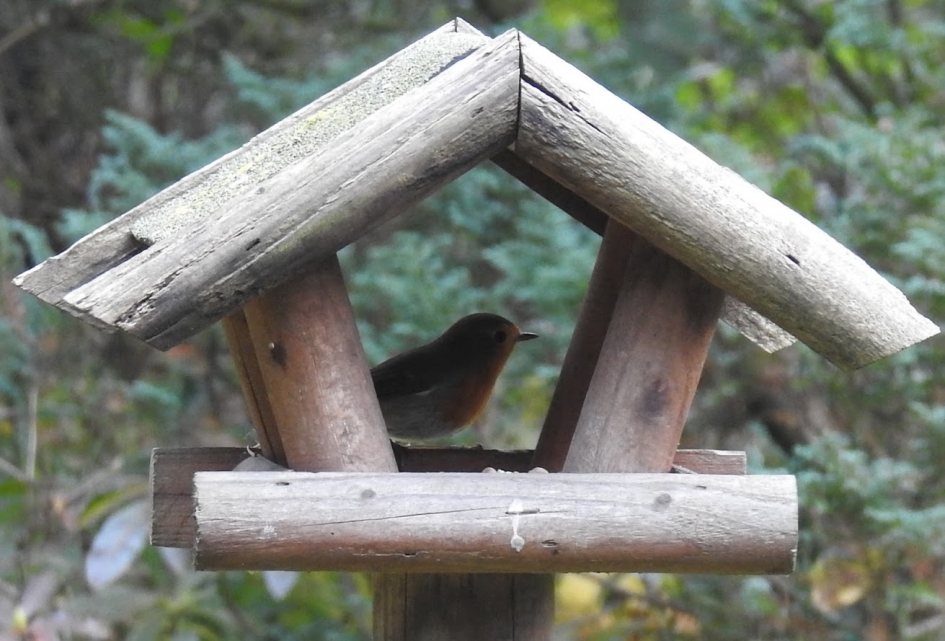 Roodborstje in voederhuisje - Vogels - Roodborstje