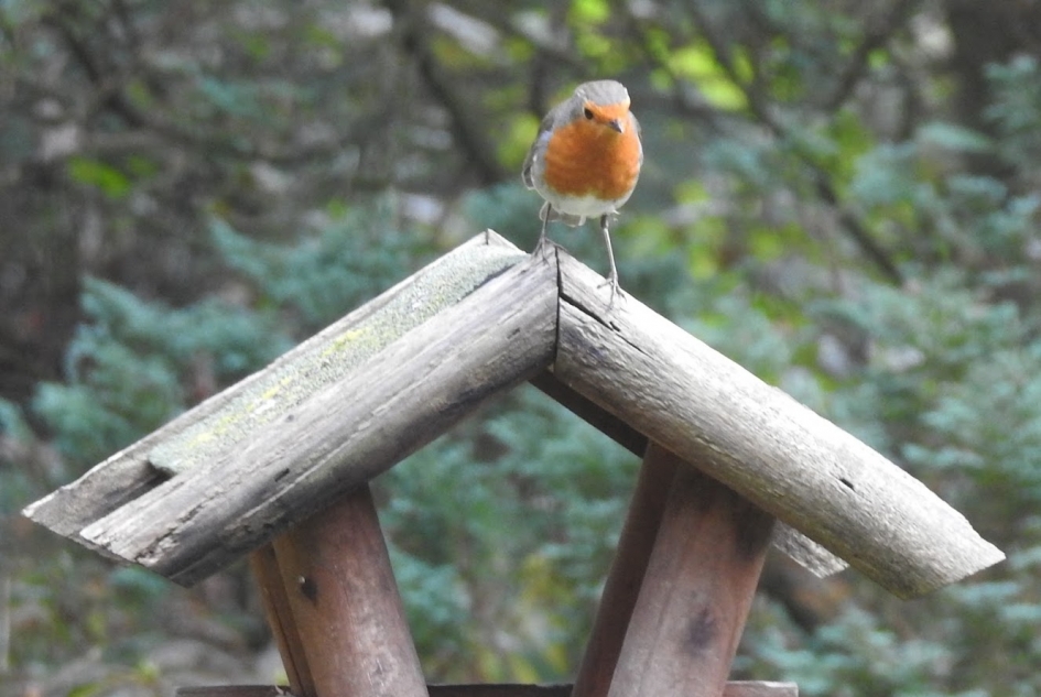 Roodborstje op voederhuisje - Vogels - Roodborstje