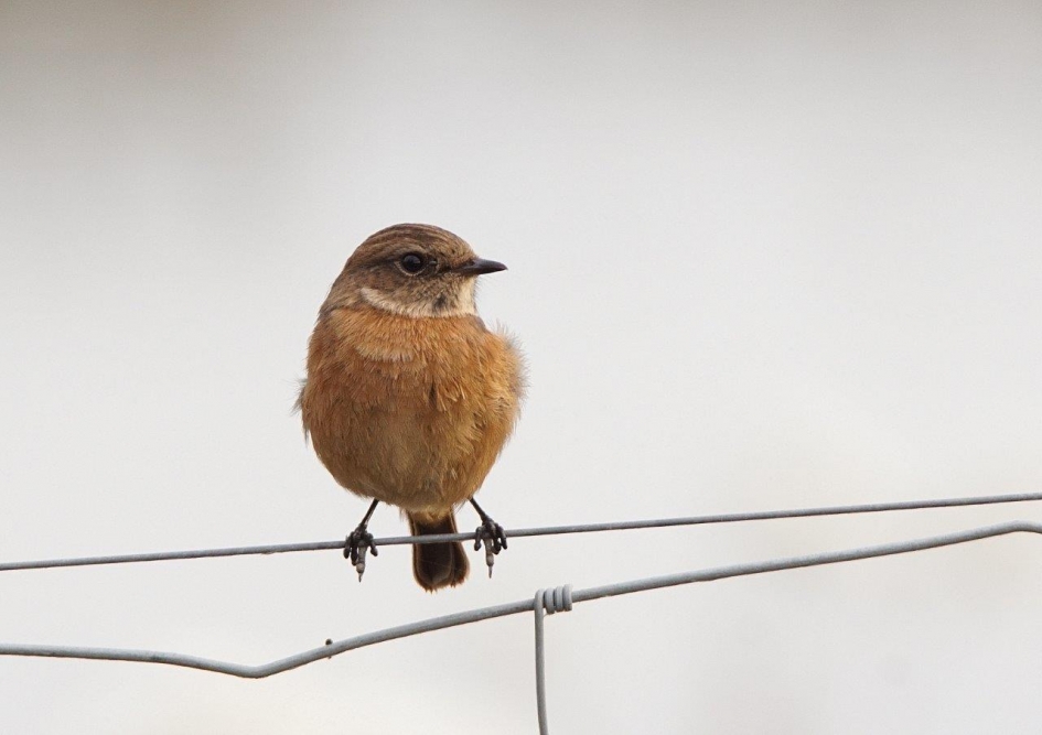 Roodborsttapuit - Vogels - Roodborsttapuit