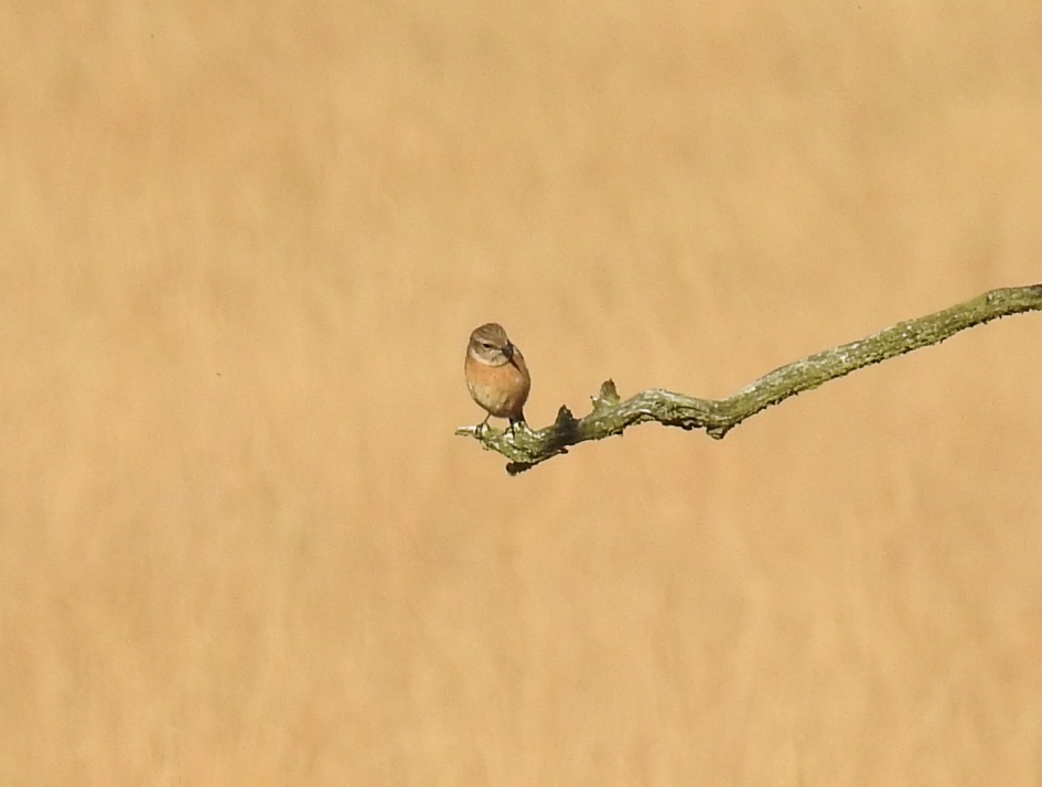 Roodborsttapuit vrouwtje - Vogels - Roodborsttapuit