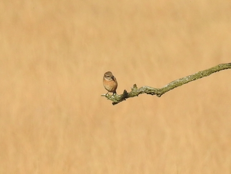 Roodborsttapuit vrouwtje