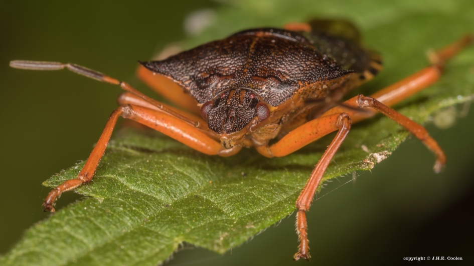Roodpootschildwants - Geleedpotigen - Roodpootschildwants