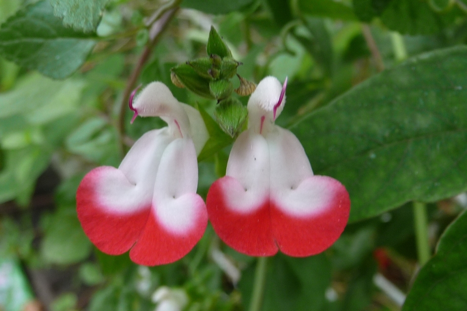 Salie of.... - Planten - 