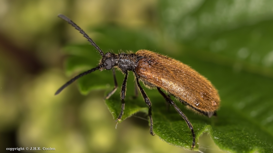 Ruigkever - Geleedpotigen - Ruigkever