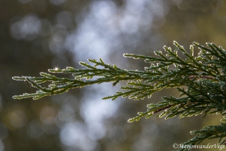 Schitterend ochtendgloren