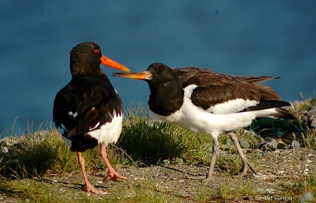 Scholekster met jong