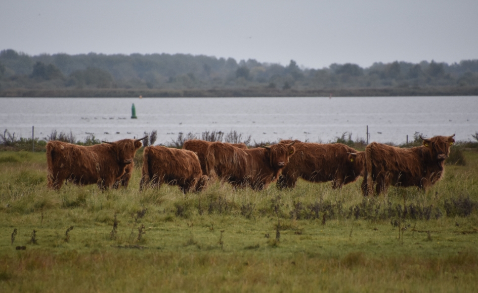 Schotse hooglanders - Zoogdieren - 