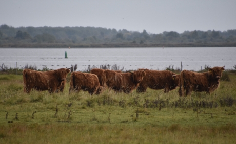 Schotse hooglanders