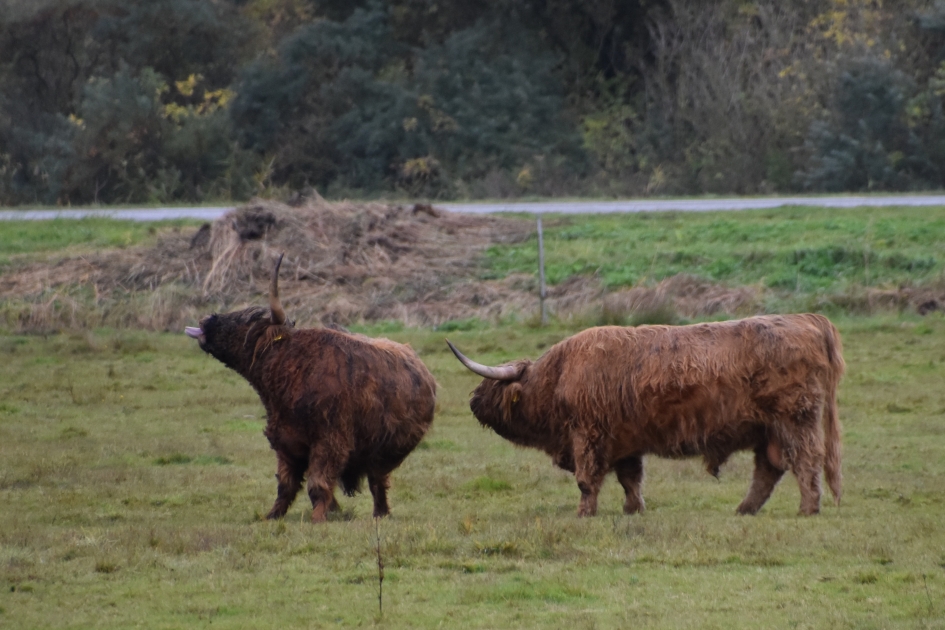 Schotse Hooglanders - Zoogdieren - 