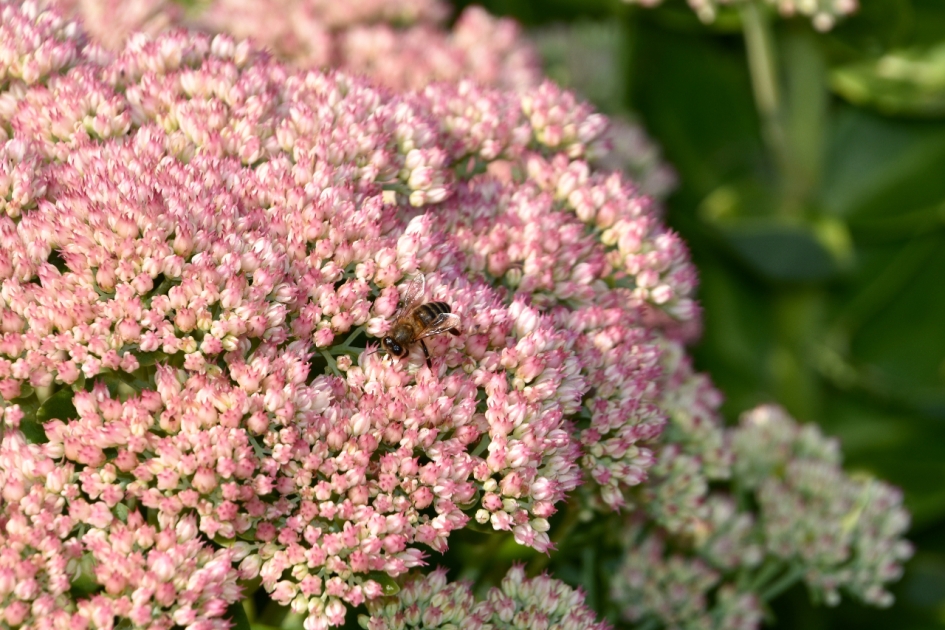 Sedem met...... - Planten - 