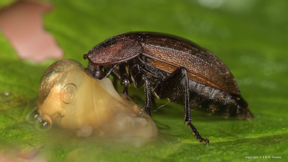 Slakkenaaskever - Geleedpotigen - Slakkenaaskever