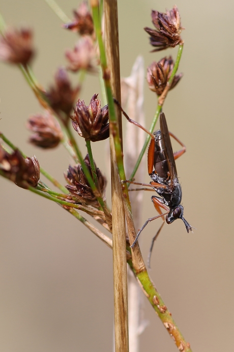 slakkendodende vlieg [Sepedon sphegea]