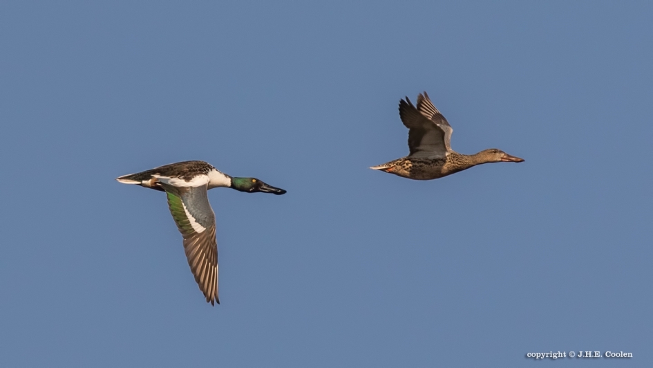 Slobeend - Vogels - Slobeend