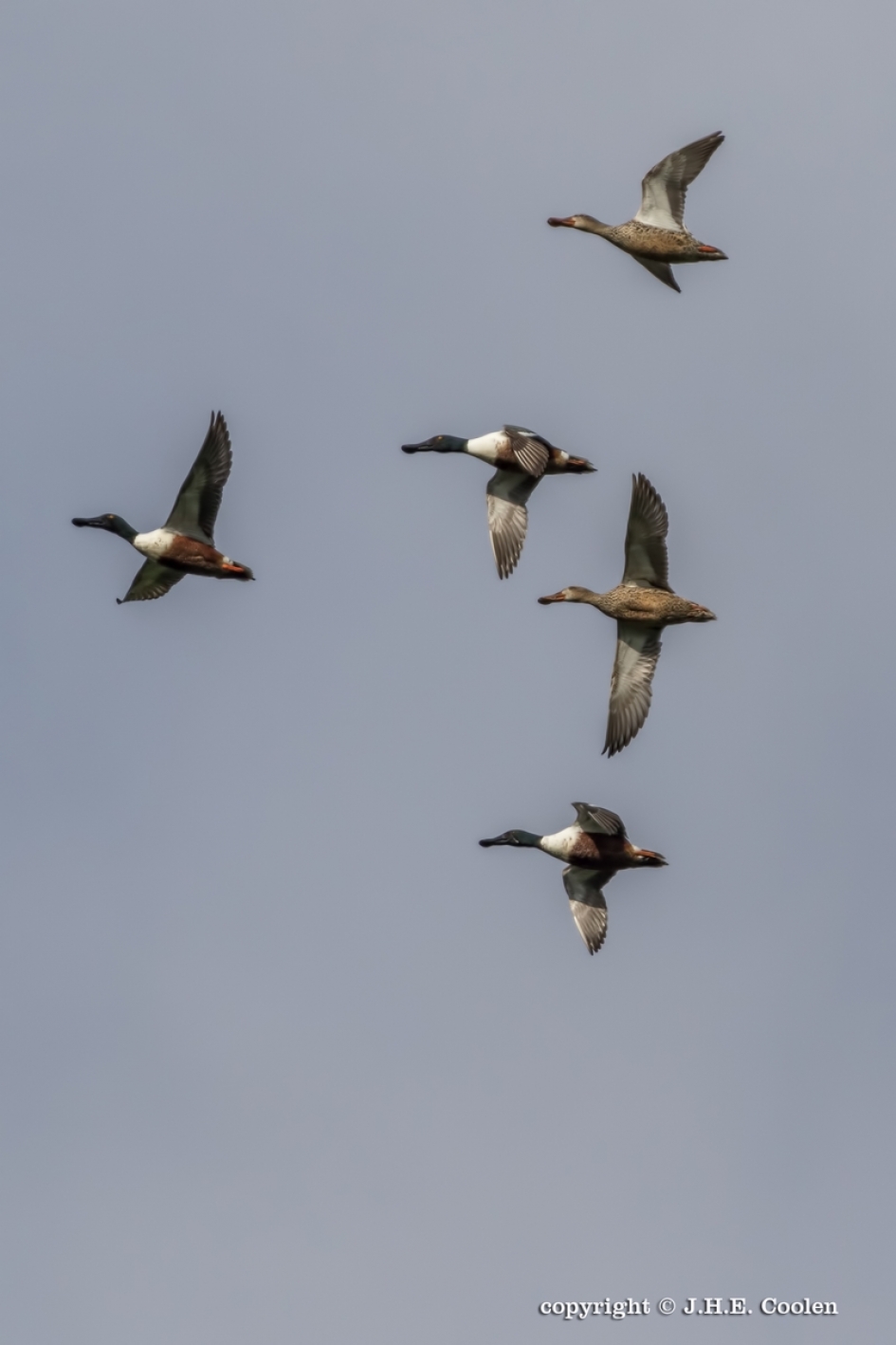 Slobeenden - Vogels - Slobeend