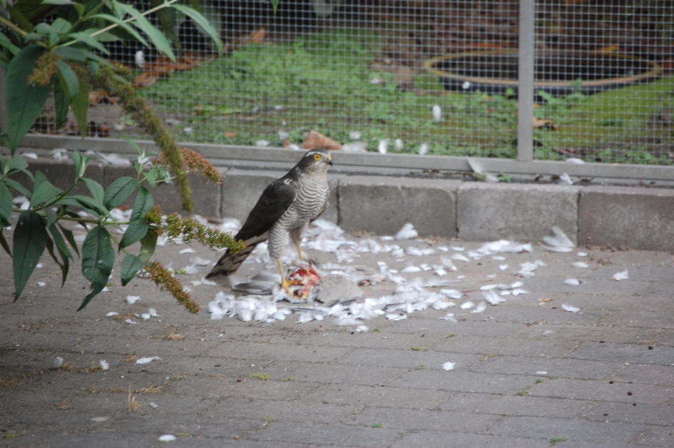 Sperwer/ vrouw, met prooi. - Vogels - Sperwer