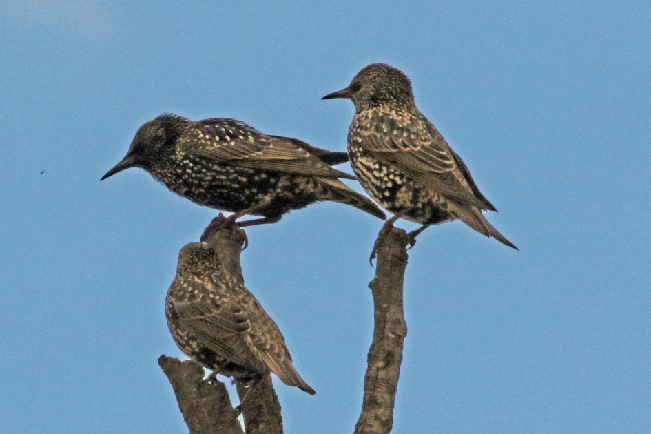 Spreeuwen - Vogels - 