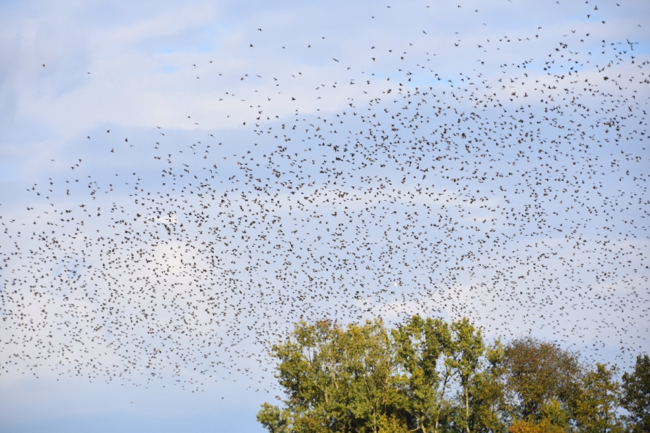 Spreeuwen - Vogels - 