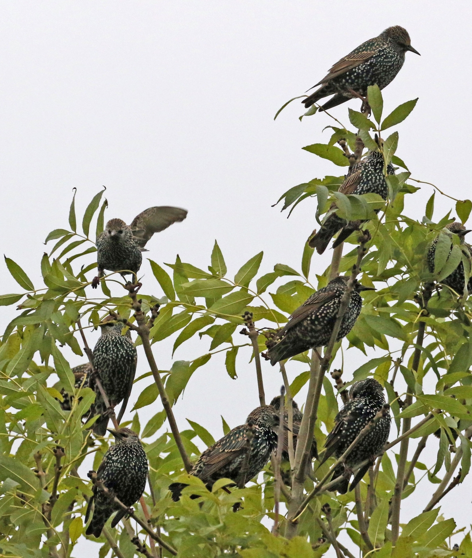 Spreeuwentijd - Vogels - 