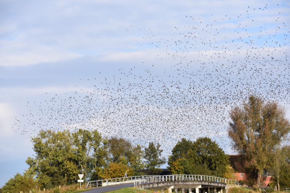 Spreeuwenwolk - Vogels - 