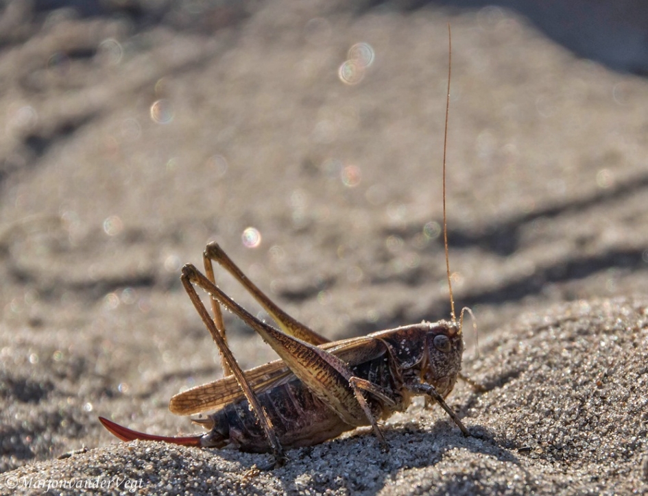 Bramensprinkhaan - Geleedpotigen - Bramensprinkhaan