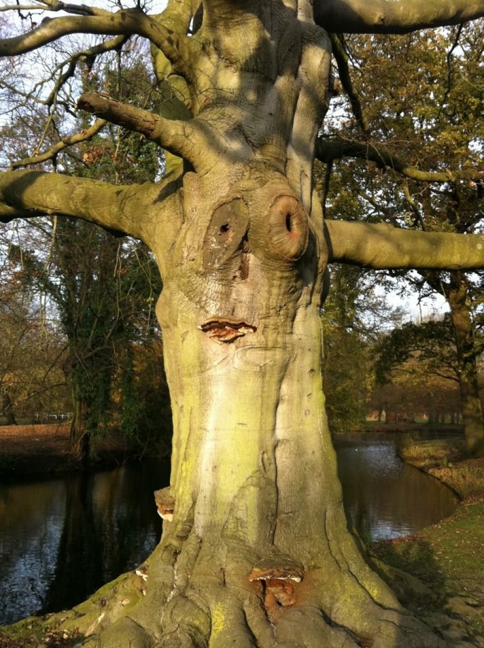 Sprookjesboom - Planten - Kastanje