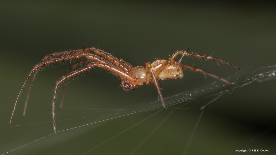 Staand - Geleedpotigen - Spin