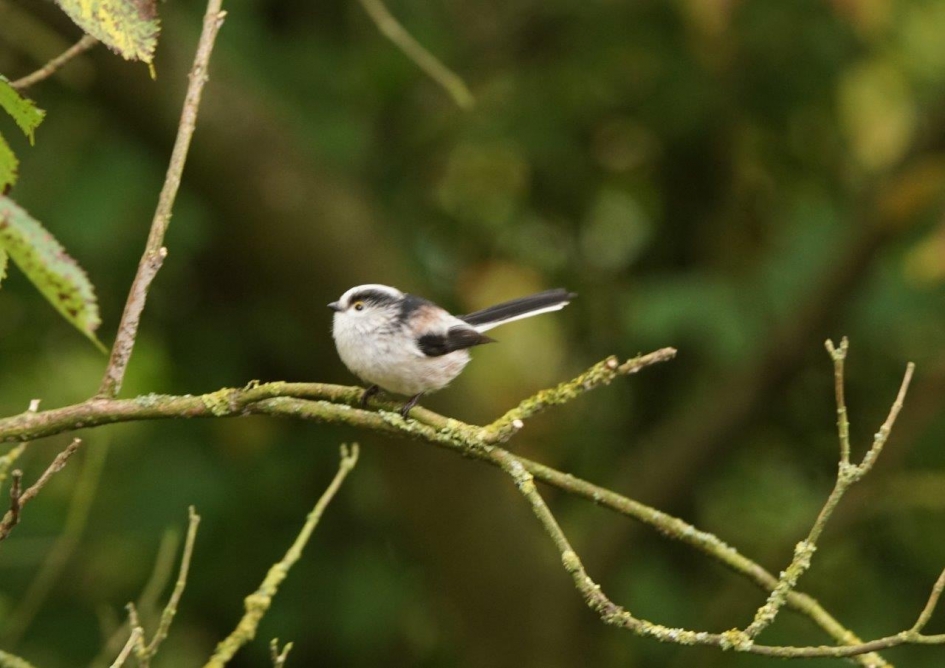 Staartmees - Vogels - staartmees