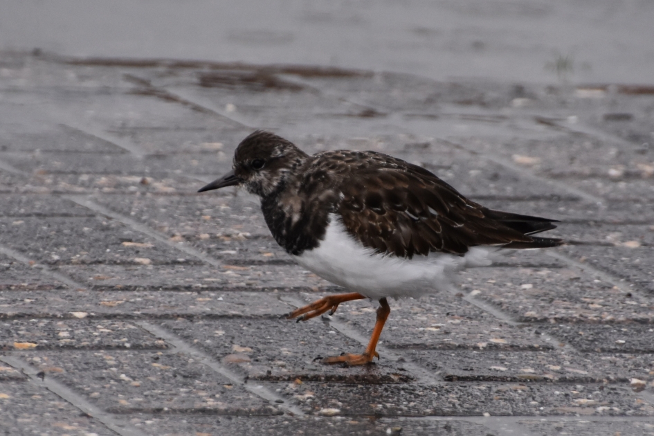 Steenloper - Vogels - 