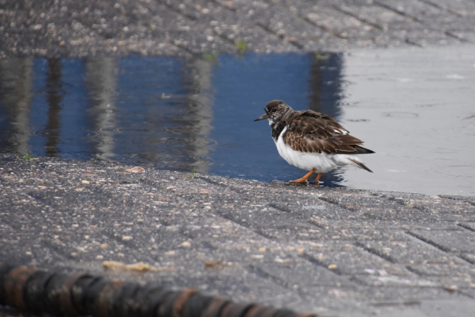 Steenloper - Vogels - 
