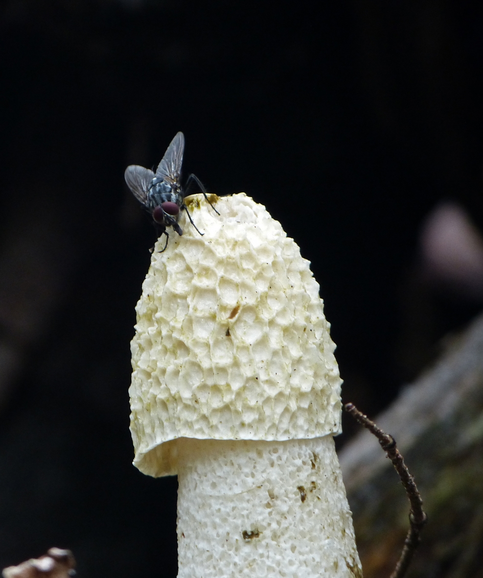 Stinkzwam met vlieg - Schimmels - Stinkzwam
