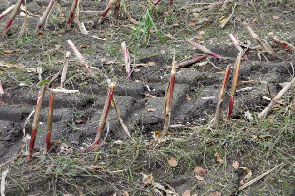 Stoppels - Planten - 