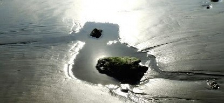 Strandvogel - Overig - 