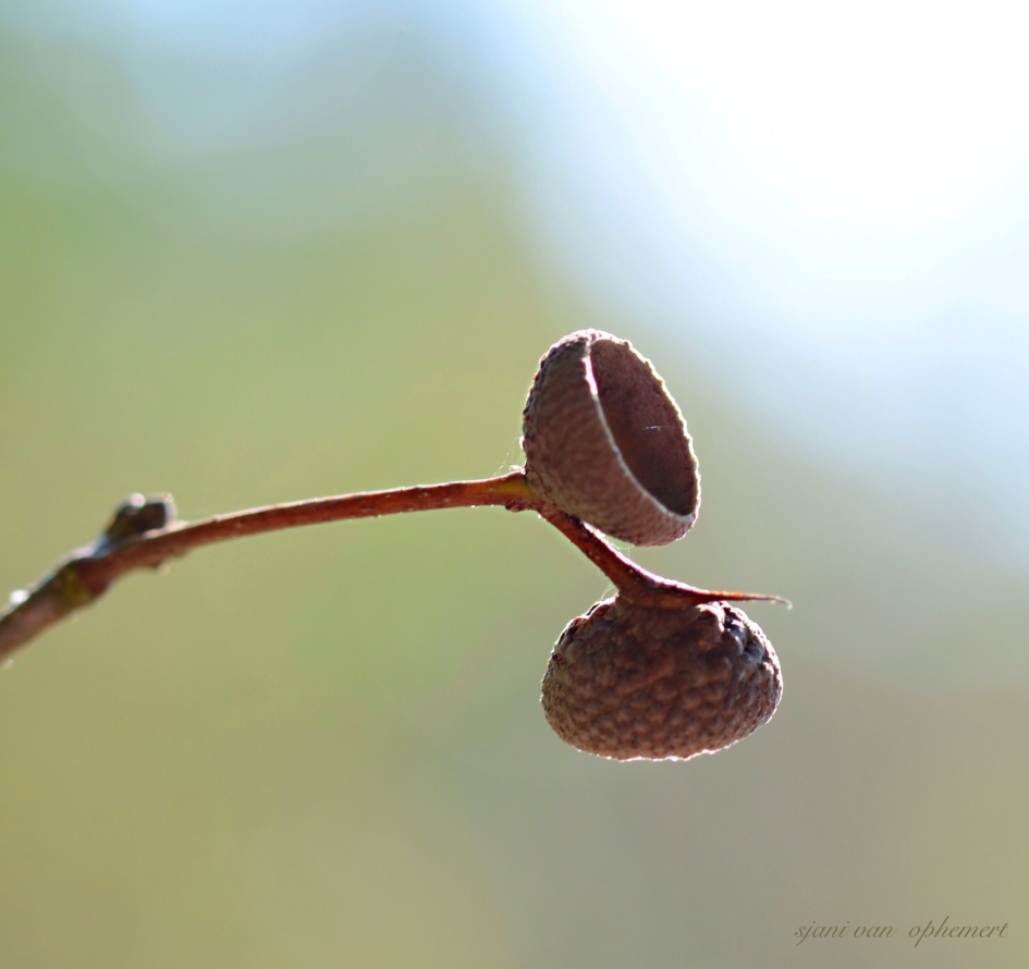 Takje van een Eik. - Planten - Eik